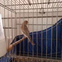 قناری ماده تن نخورده اماده اماده|پرنده|پاکدشت, پاکدشت (مامازند)|دیوار