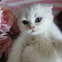 بچه گربه اسکاتیش سفید نر