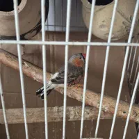 فنچ کینگ|پرنده|بندرعباس, |دیوار