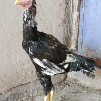 خروس لاری ۷ماهه دانگ بالا