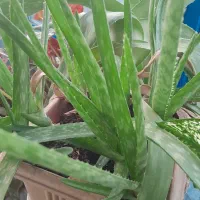 سلام عزیزم گل هافروشی هستن