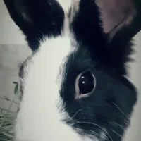 واگذاری بچه خرگوش