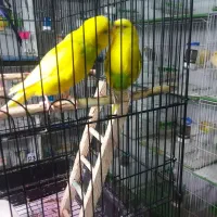 یک جفت نرگسی و یک جفت مرغ عشق