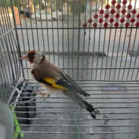 سهره نر بشرط|پرنده|شیراز, شریف‌آباد|دیوار