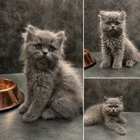 بچه گربه بریتیش بلو