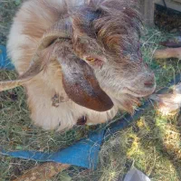 بریدن علف خوش برا گوسفند|خدمات باغبانی و درختکاری|بم, |دیوار