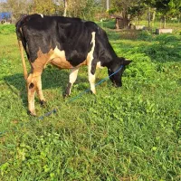 گاو با گوساله