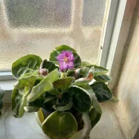 بنفشه افریقایی|گل و گیاه طبیعی|رشت, سعدی (تختی)|دیوار