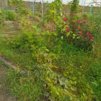 سازه گلخانه