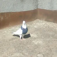 کبوتر طوقی سیا کاکلی ساده امری