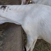 بز داشتی نژاد دار