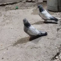 یک جفت سینه ای مفت|پرنده|کازرون, |دیوار