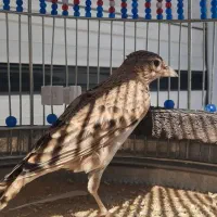 سهره خاکی|پرنده|کبودرآهنگ, |دیوار