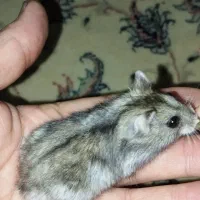 همستر خانگی