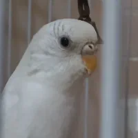مرغ عشق ناز