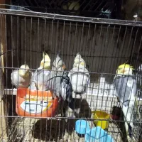عروس هلندی