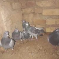 کفتر تزمین شده کیلمتری