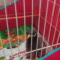 مینا سخنگو دستی