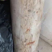 انواع چوب برای دکور  مغازه وزیر گلدان|صنایع دستی و سایر لوازم تزئینی|شیراز, باهنر|دیوار