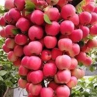 مغازه در میدان بار نیشابور