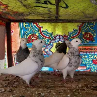 طوقی هفت رنگ|پرنده|طبس, |دیوار