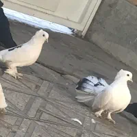 کبوتر جفت تزیینی راعب دم چتری سینه لرزون