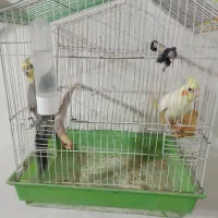 عروس هلندی نیمه دستی