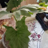 گل طبیعی|گل و گیاه طبیعی|چناران, |دیوار