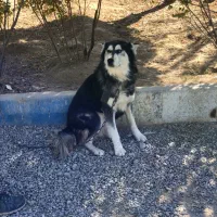 واگذاری سگ هاسکی اصیل روسی چشم یخی