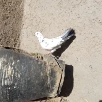 ۳تا پرشی|پرنده|جزنیک, |دیوار