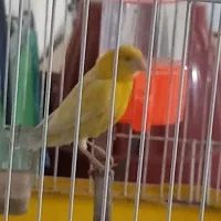 قناری نر