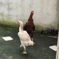 لاری|حیوانات مزرعه|آستارا, |دیوار