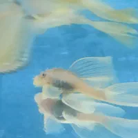 پوزه بوته ای سوپر باله|ماهی|اسلام‌شهر, زرافشان|دیوار