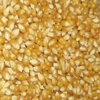 فروش ذرت پفیلا