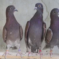 کفتر تهرانی پرشی