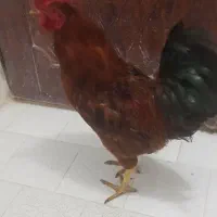 خروس جوان محلی