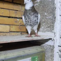 ۱۵عدد طوقی نروماده