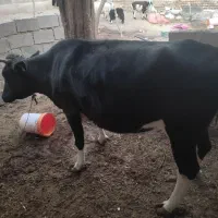 گاو دو رگه|حیوانات مزرعه|زیرکوه, |دیوار