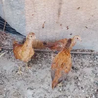 جوجه دورگ 4ماهه