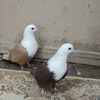 کبوتر کربلایی سرخ زرد دم سفید|پرنده|زاهدان, |دیوار