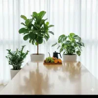 نگهداری از سالمند