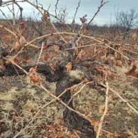 نیم ساعت آب به همراه باغ انگوری و درخت آلو..