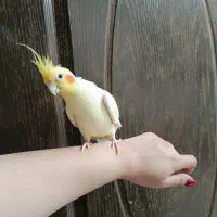قفس و عروس هلندی