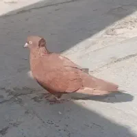 کبوترراعبی نرباماده عوض میکنم