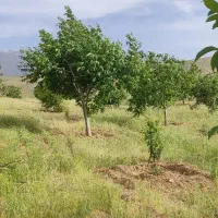 2100متر باغ ترشاب