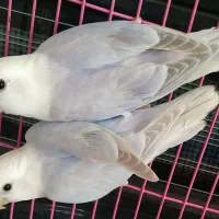 ۱ جفت کوتوله مارال مولد کار داده