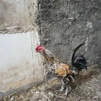 خروس گلین|حیوانات مزرعه|اصفهان, شهرک زاینده رود|دیوار