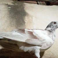 کفتر دورگ|پرنده|سرخنکلاته, |دیوار