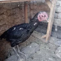 مرغ فروشی