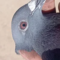 کبوتر پلاکی